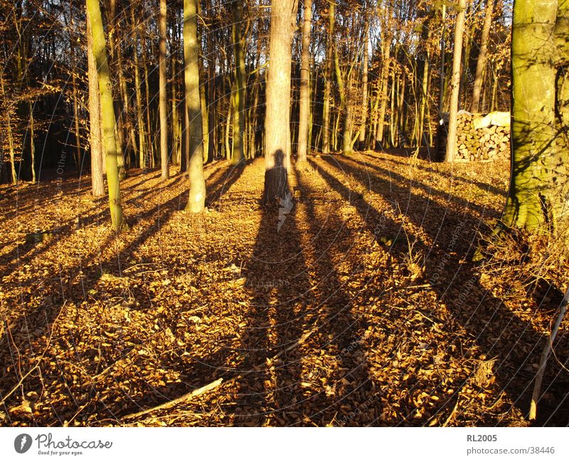 shadow man Forest Clearing Shadow play Tree Floor covering