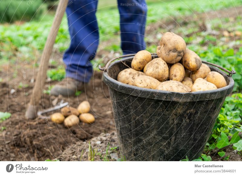 Container with freshly harvested potatoes. Agricultural concept. Agriculture man collect take out basket rural land farm tuber food ingredients people organic