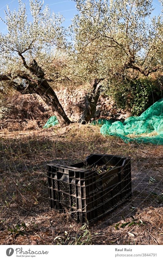 Olive fields prepared for the harvest, olives, sunny day food agricultural agriculture beauty bio biological branch color image contemplating eco ecological