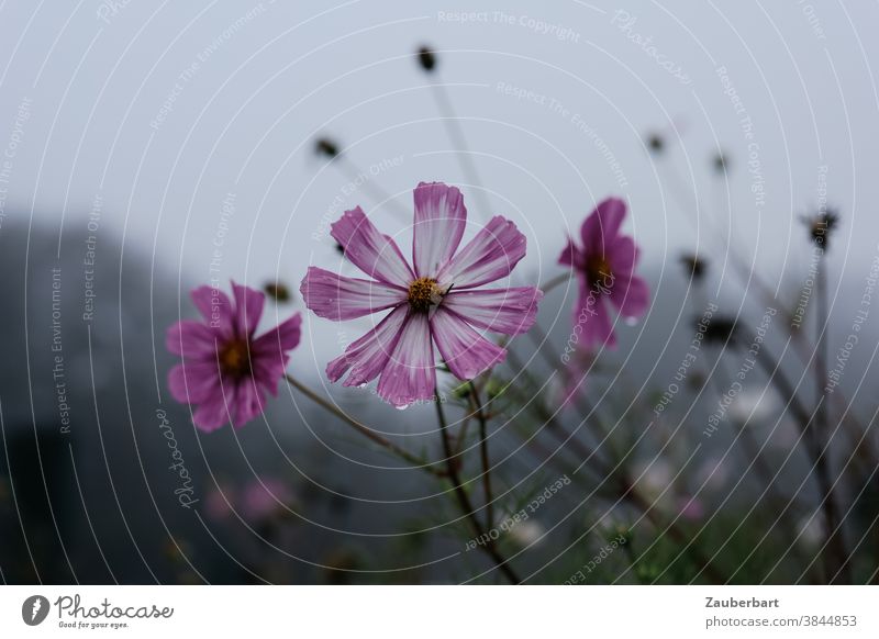 Pink blossom of cosmea bipinnata (jewelry basket) against the light with raindrops in front of a grey sky Blossom Cosmos Cosmea decorative flower Gray Rain