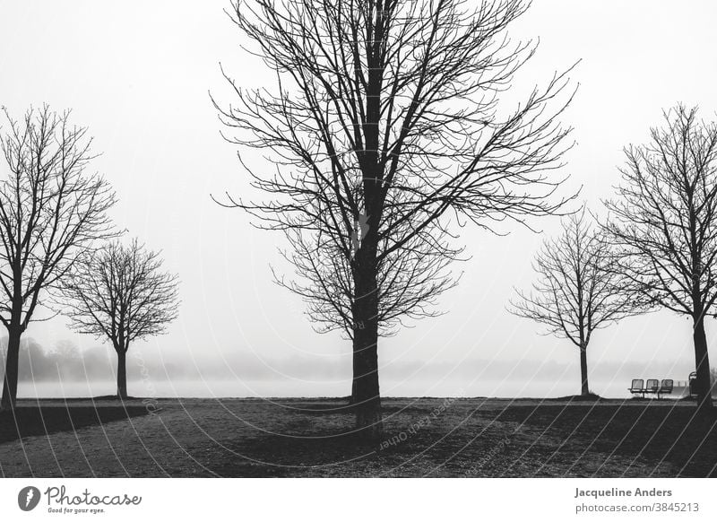 misty gloomy autumn day at the lake with trees Autumn Fog somber Black & white photo Lake Misty atmosphere Bench Nature Exterior shot Sky Water Lakeside