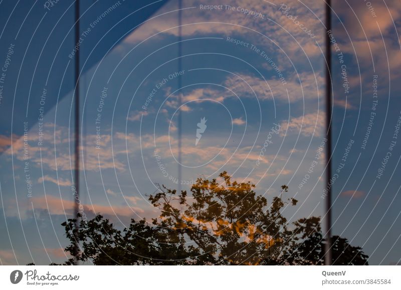 Tree seen through a window in the evening with sky and clouds reflected in the glass Glass Window Sky Evening Summery Hope Colour photo Interior shot Sunlight