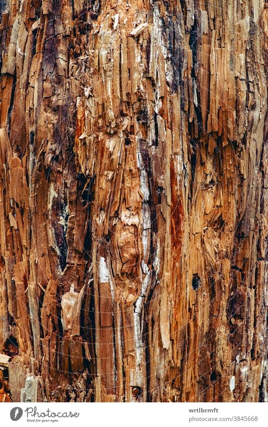 Artistic abstract surface of an old wooden tree trunk interesting warm cozy organic firewood growth color detail wall board retro dark decorative forestry