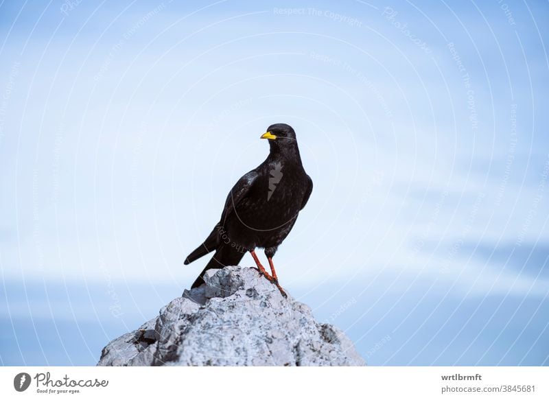 High flying Bird on a mountain summit alpine alpine chough alps animal animals background beak beautiful bird bird watching birds birdwatching black blackbird