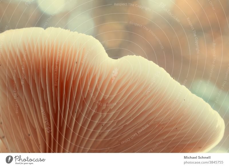 Mushroom lamellae Nature Colour photo Exterior shot Autumn Forest Shallow depth of field Disk slats mushroom slats from below seen from below from bottom to top
