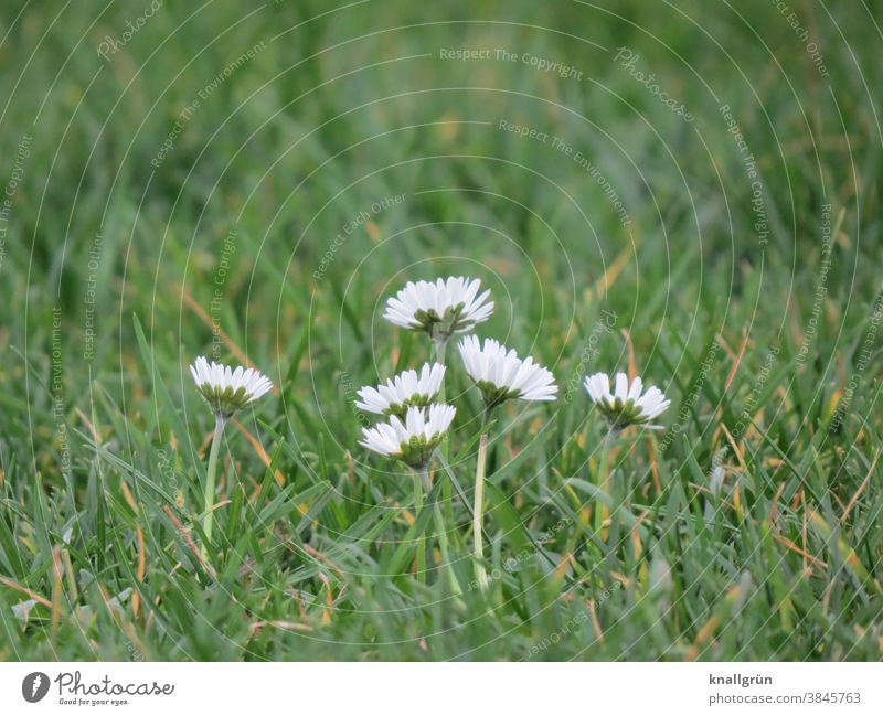 Six daisies in the meadow Daisy Meadow Nature Bellis perennis Flower Spring Green White Blossom Blossoming Plant Grass Colour photo Close-up Exterior shot