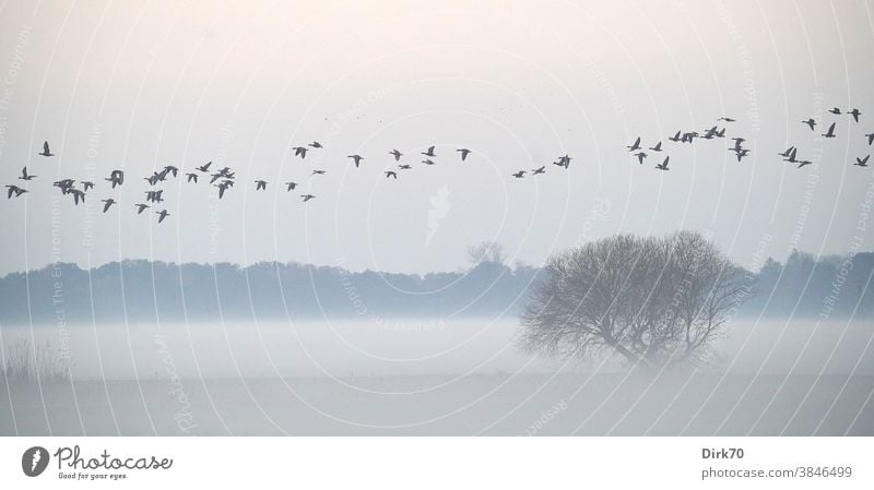 Panorama - foggy landscape with bushes and a train of geese Goose Migratory bird Flock of birds Bird Flying Sky Exterior shot Wild animal Nature Animal