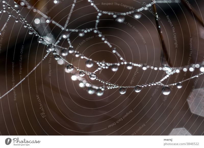 Water droplets on cobweb Network Spider's web Drops of water Work of art Art Nature Autumn Exceptional Hang Illuminate Elegant Fantastic Creepy Dream Surrealism