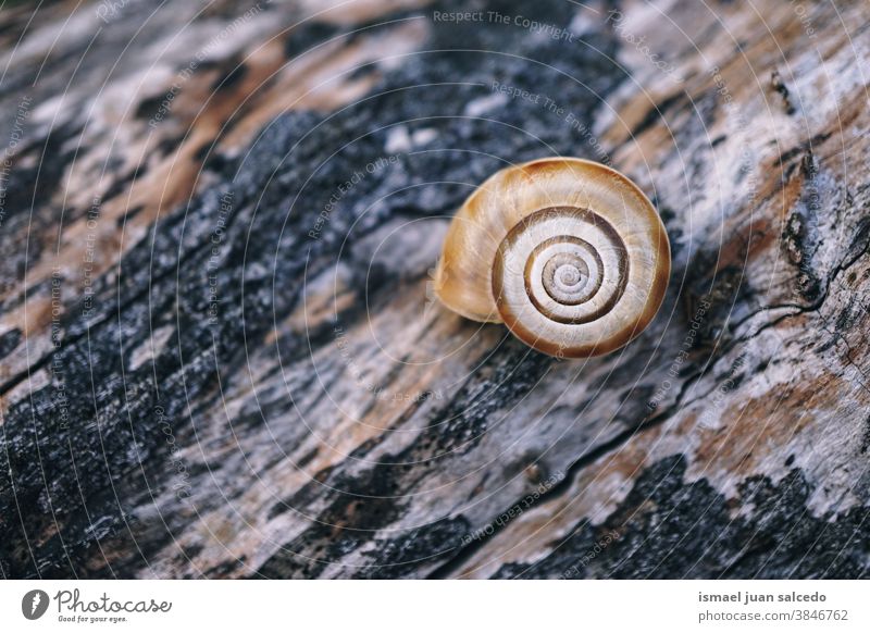 little brown snail on the trunk in the nature in autumn season animal bug insect escargot mollusc small shell spiral garden outdoors fragility cute beauty alone