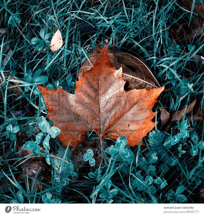 maple brown leaf on the green grass in autumn season dry ground nature natural foliage textured outdoors background fall seasonal orange Seasons Natural