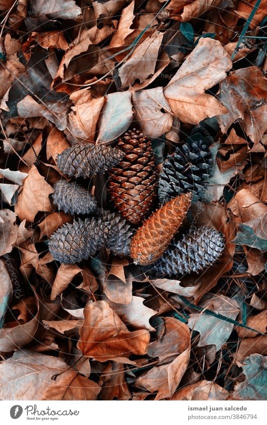 brown leaves and pine cones on the ground in autumn season leaf pinecone dry nature natural textured outdoors background fall winter christmas decoration