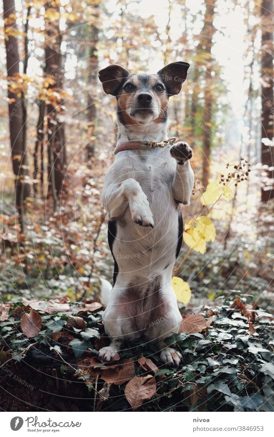 Jack Russell is doing a manly thing in the woods Jack Russell terrier Dog Terrier Animal Pet Small Cute Purebred Brown Exterior shot Obedient intelligent