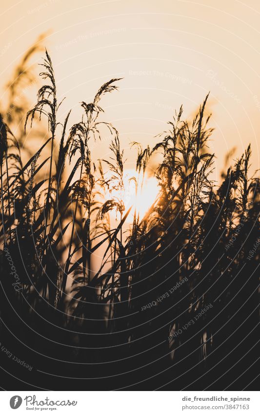 Sunrise Reed I reed Water Plant Fern Sunset Back-light Light Black Yellow Contrast Nature Exterior shot Colour photo Sunlight Deserted Shadow Landscape Sky