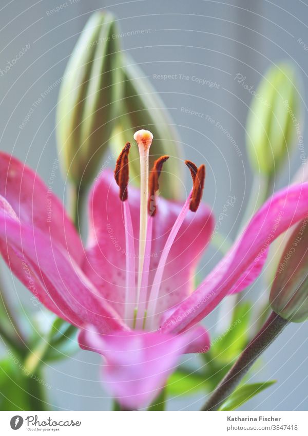 Pink lilies stock image. Image of petal, pistil, beautiful