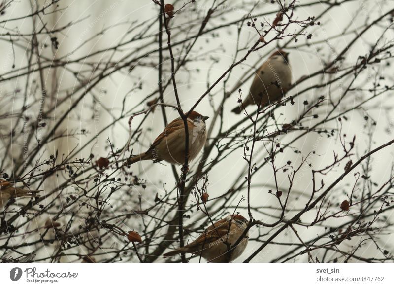 A flock of brown fluffy sparrows sits in a bush among bare branches and dry black berries against a cloudy sky on an autumn day. Passer montanus or Eurasian Tree Sparrow.