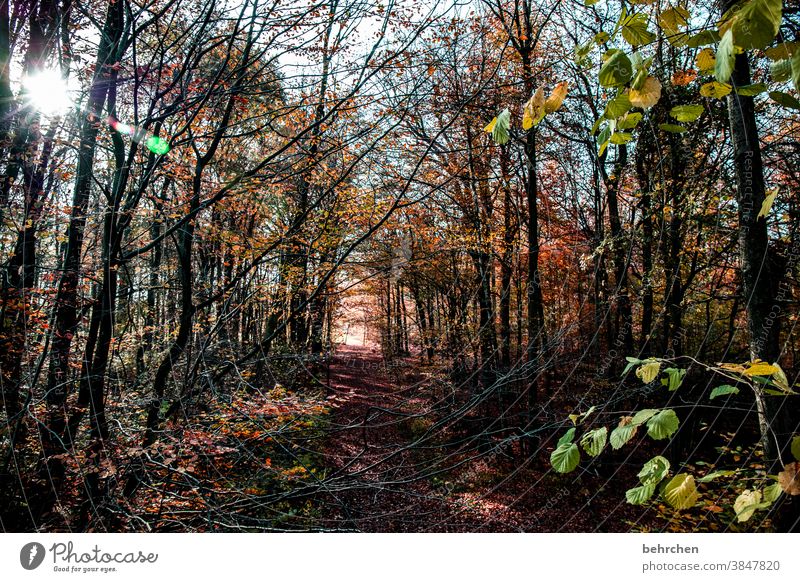 ray of hope Autumnal landscape Autumnal weather leaves Automn wood Sunbeam Idyll Blue sky Sky autumn walk Autumnal colours autumn mood Seasons Autumn leaves