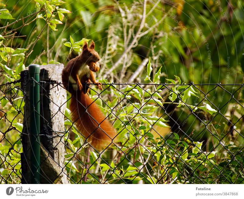 Walking a tightrope - or a small red squirrel balancing on a wire fence with a thick walnut in its mouth. Squirrel Animal Nature Cute Colour photo Wild animal 1