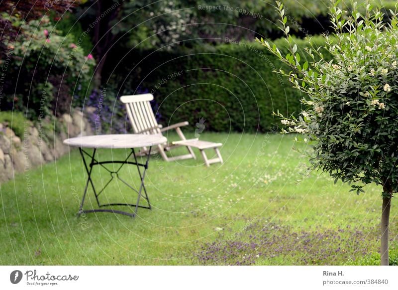 waiting Plant Summer Tree Hedge Garden Meadow Relaxation Wait Green Exterior shot Outdoor furniture Wooden table Deckchair Colour photo Deserted