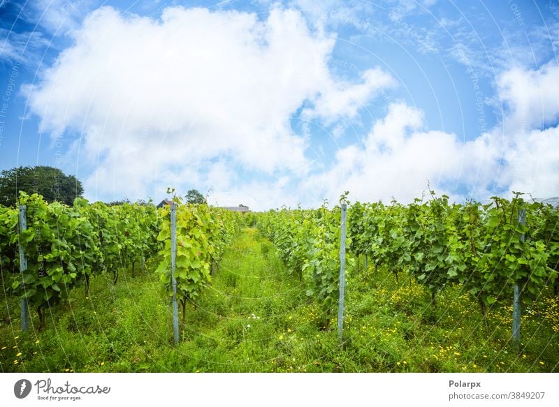 Grapewine plantation in a wineyard rows cultivation idyllic vineyards beautiful france valley industry village farmer scene europe spring country outdoor season