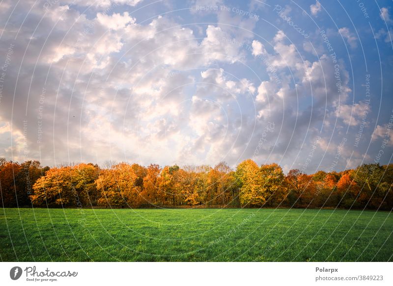 Trees in a row in autumn colors panorama natural fresh sun cloud view branch wood nobody plant outdoors scenic summer park land blue colorful beautiful