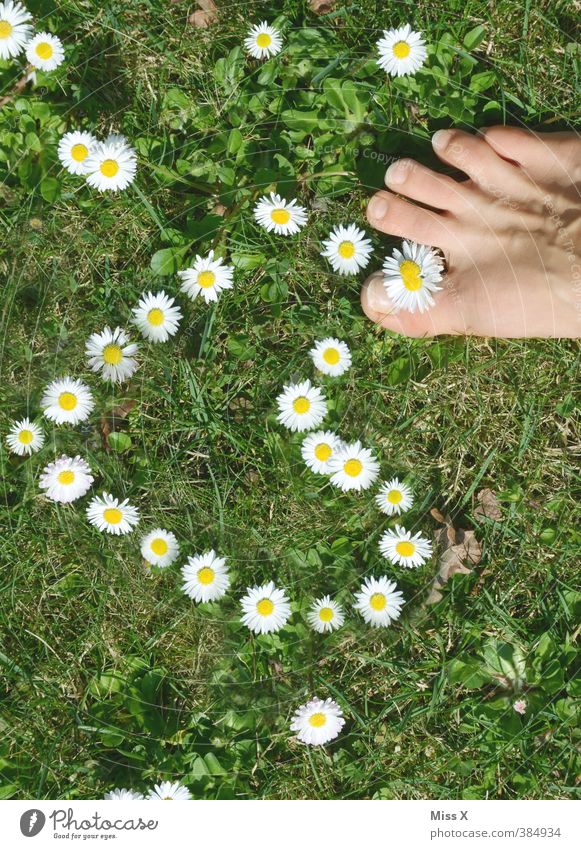 trample love underfoot Personal hygiene Pedicure Human being Feet Flower Meadow Blossoming Fragrance Emotions Moody Spring fever Love Infatuation Romance Daisy