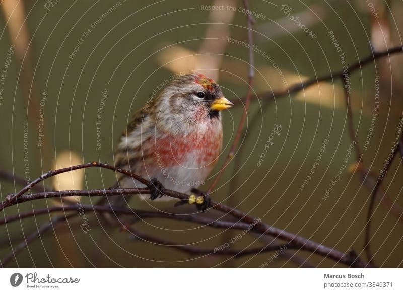 Birkenzeisig, Carduelis flammea, syn. Acanthis flammea, common redpoll Brutkleid Common Common Redpoll Common talking polling Leinfink Maennchen male