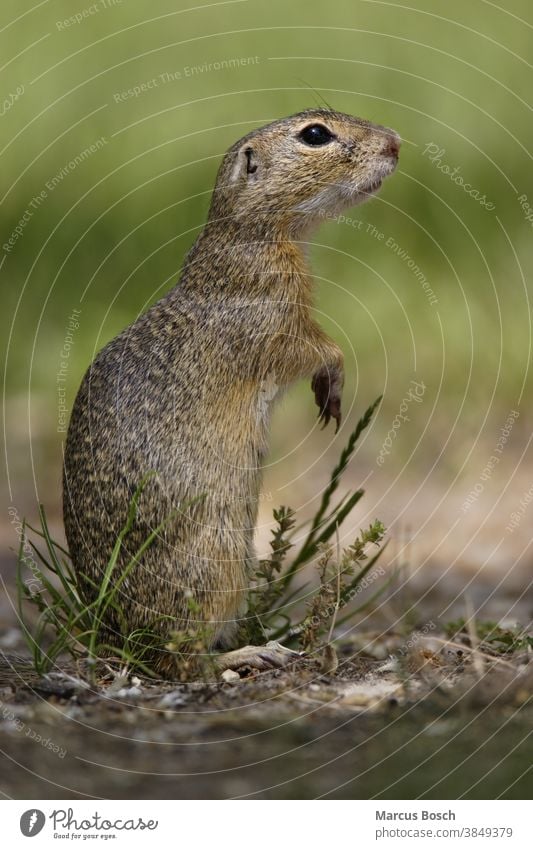 Ziesel, Spermophilus, European ground squirrel Ausschau Citellus Erdhörnchen Erdmaennchen Europaeische Ziesel Europaeisches Ziesel European Ziesel Gras