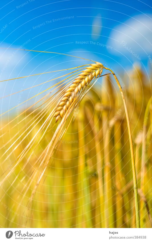 barley Food Grain Life Summer Agriculture Forestry Plant Clouds Beautiful weather Agricultural crop Field Gold Barley Sky Ear of corn golden cereal Eating