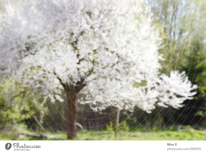 cherry Spring Tree Blossom Blossoming Fragrance White Cherry tree Spring colours Cherry blossom Colour photo Multicoloured Exterior shot Abstract Pattern