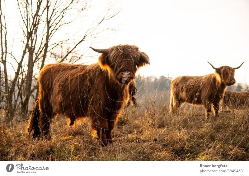 Scottish highland cattle against the light of the evening sun Cow cows Calf Pelt Brown Meadow Willow tree Grass Nature grasses Feed To feed Mammal Animal