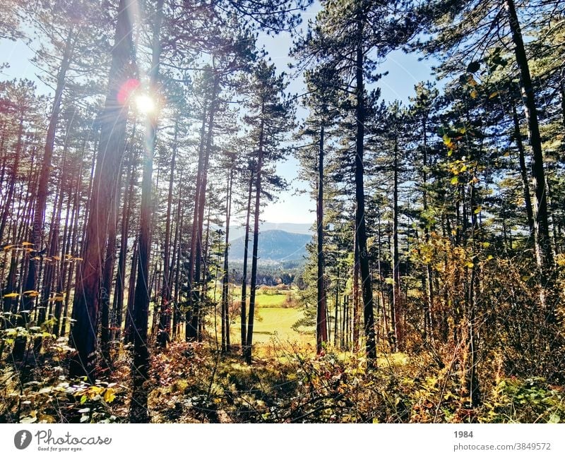outlook Far-off places Nature Meadow Forest trees Colour photo Landscape Deserted Sunlight Exterior shot