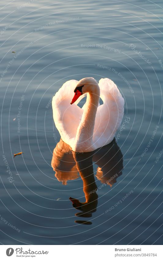 Close-up of a beautiful mute swan on a lake. Sunlight flowing through the wings of a water bird. Waves and wake around the animal. wildlife swim tranquil