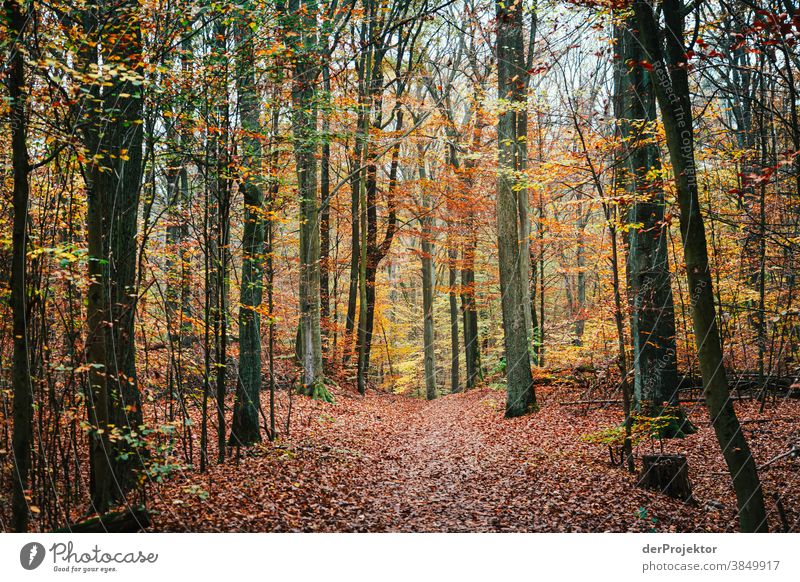 Path through a forest in Brandenburg Landscape Trip Nature Environment Hiking Sightseeing Plant Autumn Beautiful weather Tree Forest Acceptance Trust Belief