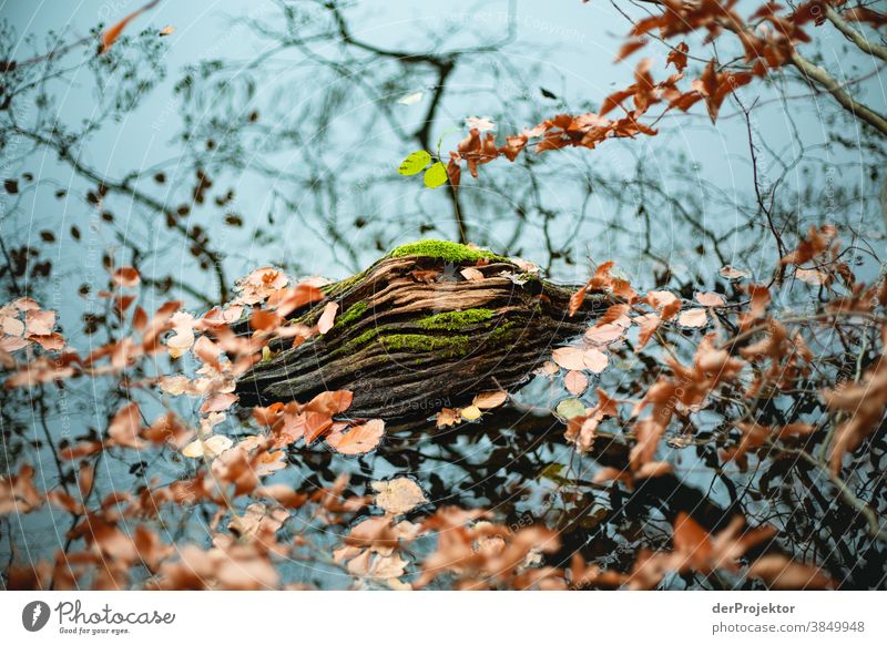 Tree trunk at sea in Brandenburg Landscape Trip Nature Environment Hiking Sightseeing Plant Autumn Beautiful weather Forest Acceptance Trust Belief