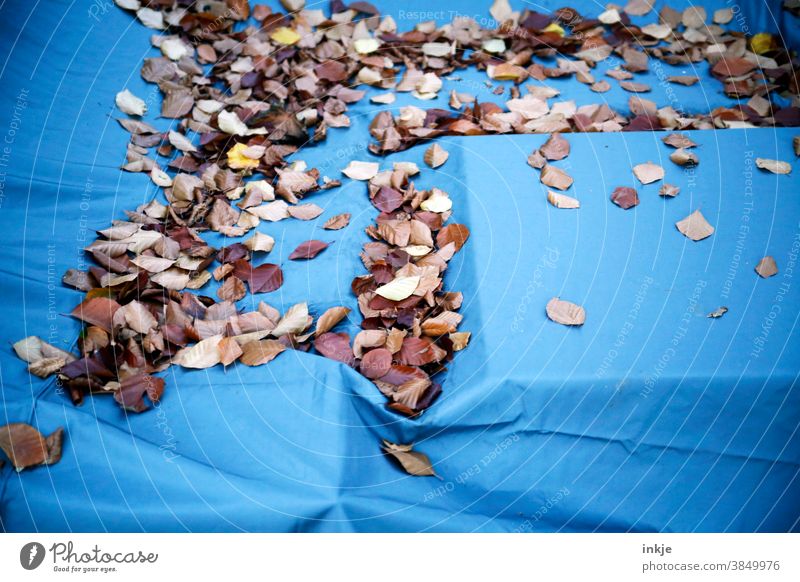 Autumn leaves on covered seating area Colour photo Exterior shot Close-up foliage Packing film Blue Brown autumn mood Deserted Nature Autumnal Early fall