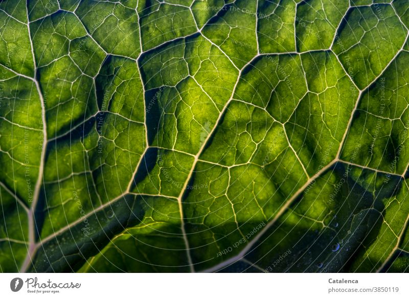 Close-up of a cabbage leaf against the light Nature flora Plant Cabbage Leaf Side ribs Vegetable Green Back-light Garden Vegetarian diet Fresh Healthy Eating