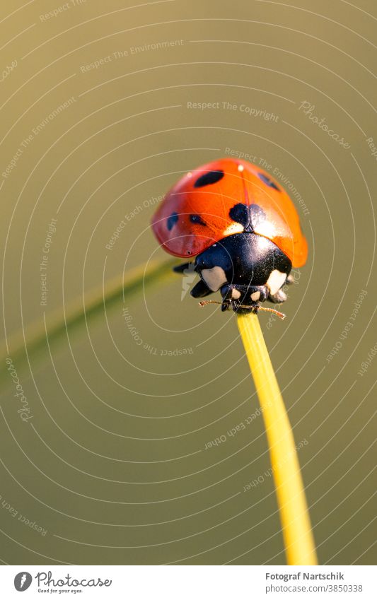 a ladybird on a blade of grass in the morning sunrise with green background Ladybird Green Foliage plant Seven-spot ladybird Insect Insect repellent