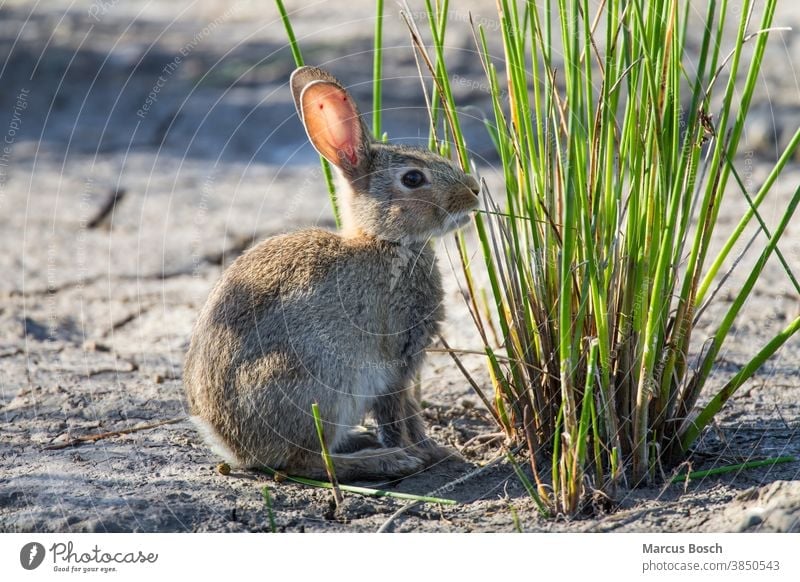 Wild rabbit, Oryctolagus cuniculus, European rabbit wild rabbits coney Mammal mammals Nature animals Animal Exterior shot Colour photo animal world Wild animal