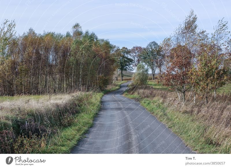 a small street in Poland . It's autumn... poland Autumn Street Lanes & trails Leaf Tree Exterior shot Forest Deserted Colour photo Environment Autumnal