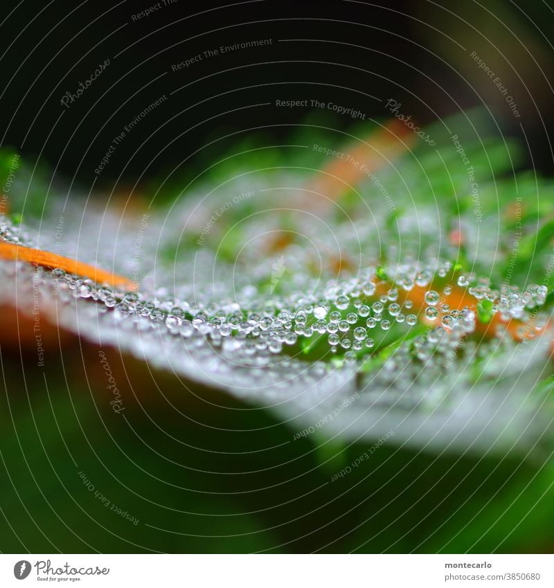 700 | Pearls in the morning dew Network Delicate splendour tautropepfe wafer-thin Pearl necklace dew drops Exterior shot Spider's web Round Near Bushes Nature
