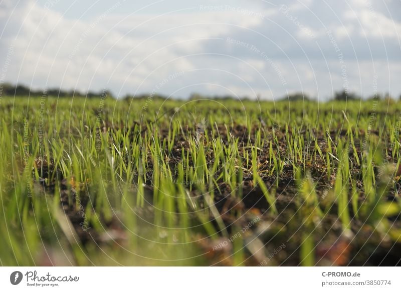 field-of-saplings-field-a-royalty-free-stock-photo-from-photocase