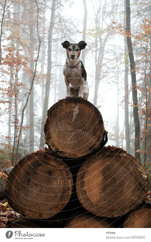 Jack Russel Terrier sits on a pyramid of tree trunks Jack Russell terrier jack russell Dog Sit Forest Autumn Neckband Pet Animal Brown Cute Delightful Purebred