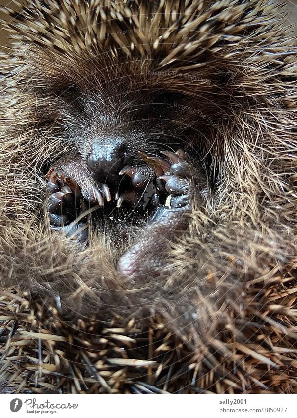 little hedgehog curled up in a ball just before hibernation... Hedgehog Mammal Small Thorn Thorny Cute roll up Convoluted Snout Animal Brown Autumn Close-up