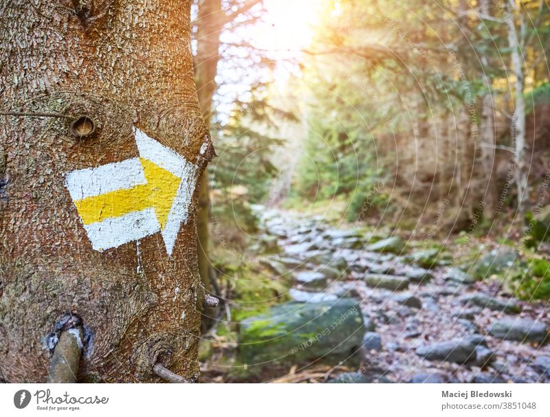 Hiking trail marker on a tree in mountain forest. marking hike Poland nature path direction adventure sign outdoor orientation tourism recreation route paint