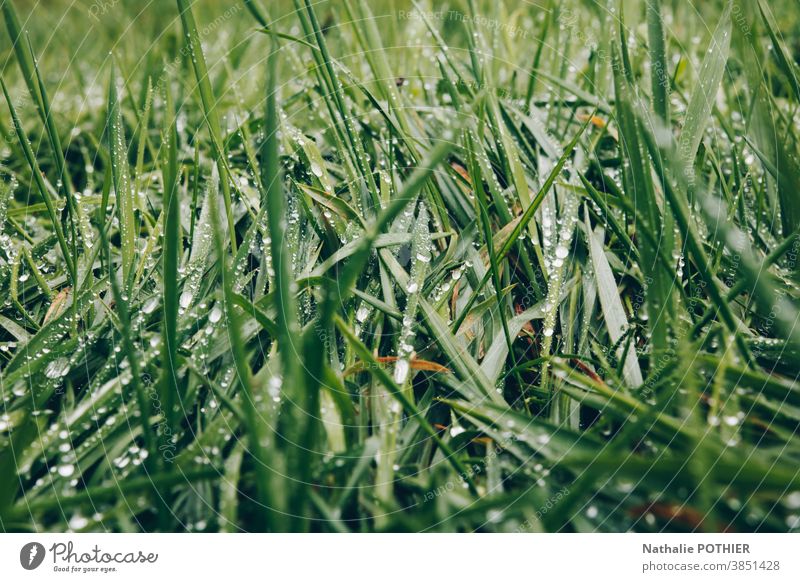 Green grass with drops of water Grass Drops of water Water Meadow Blade of grass Macro (Extreme close-up) Close-up Wet Exterior shot Morning Rain Nature Garden