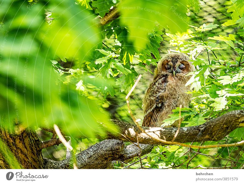 so tired Forest owl Eagle owl Bird leaves Tree Sleep Nature feathers Branch Twigs and branches trunk Tree trunk Animal Wilderness Strix Wild animal