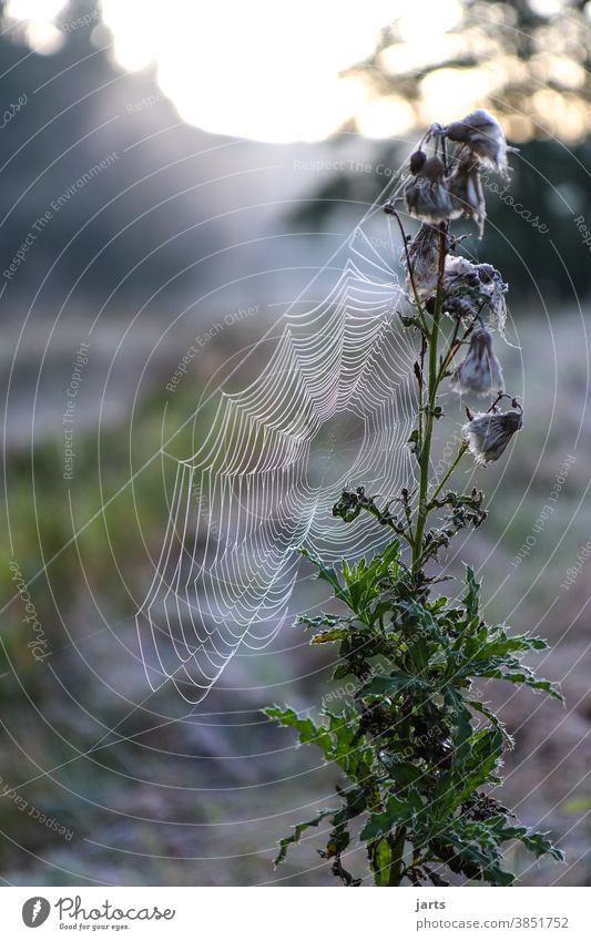 monday morning Dew Frost Cold Sipnet Thistle Autumn Winter Sunrise Sky Morning Nature Exterior shot Colour photo Deserted Environment Dawn tranquillity Meadow