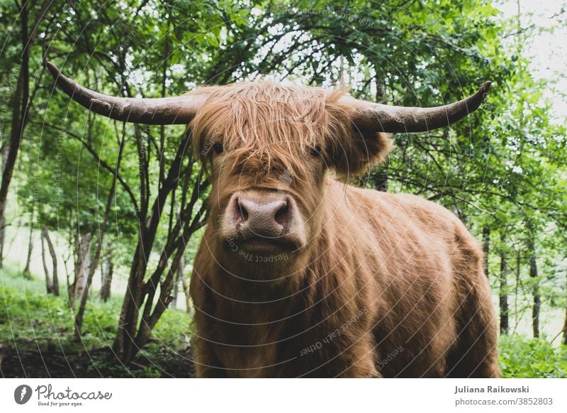 Highland cattle Bull highland cattle Animal Exterior shot Farm animal Cow 1 Brown Colour photo Cor anglais Cattle Pelt Day Animal portrait Willow tree Deserted