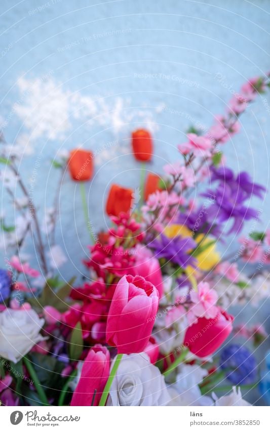 bouquet Bouquet Blossom Blossoming Related Compilation variegated Mixed tulips roses blue wall Decoration Deserted pretty Colour photo Red Spring