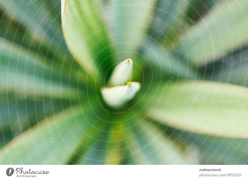 House Plant with Sword Leaves Top Down View plant blade foliage leaf close up green no people nobody tip point overhead shot top down view soft focus sword-like